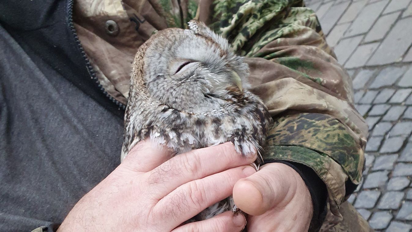 Friss hírek és szívmelengető képek az esztergomi mentett bagolyról