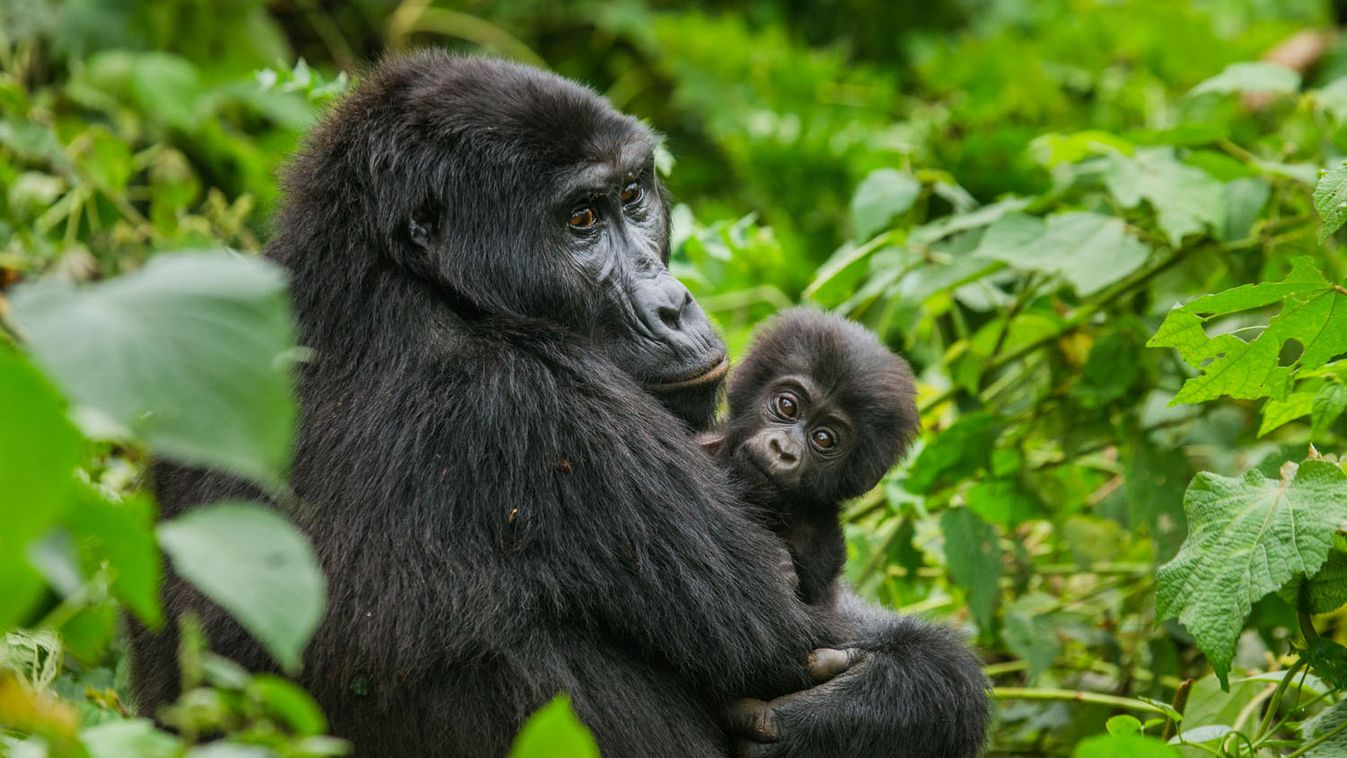 Ritka gorillacsapatról készültek felvételek Nigériában