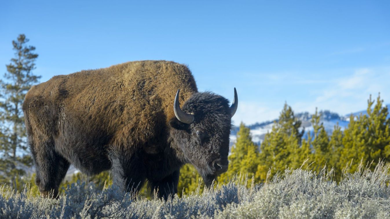 Csökkentik a Yellowstone-ban élő bölények számát