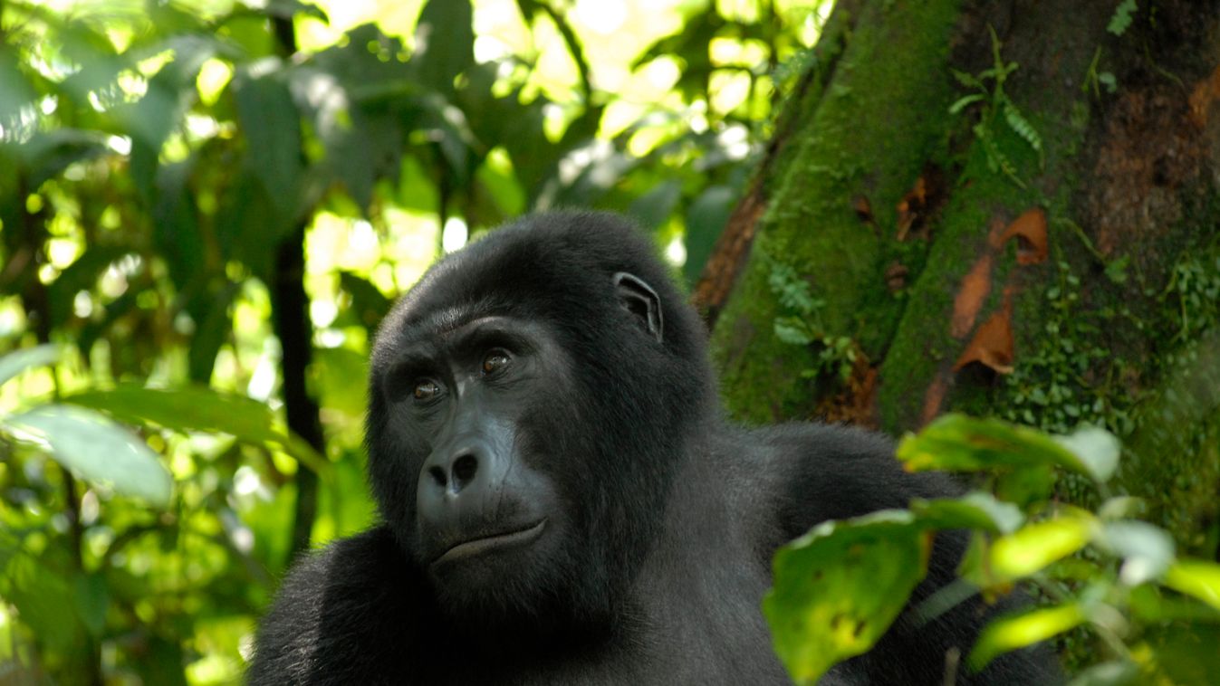 A gorillák meggyászolják halott társaikat