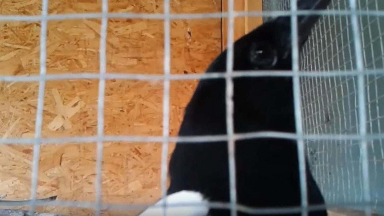 Meghalt Buksi, a beszélő dömösi szarka: tízezrek látták ezt a videóját
