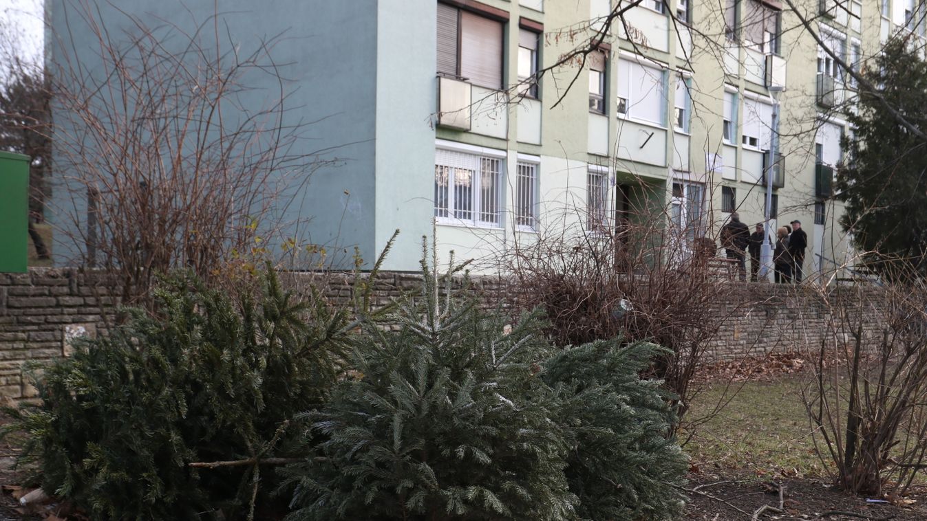 Január közepétől gyűjtik a fenyőfákat