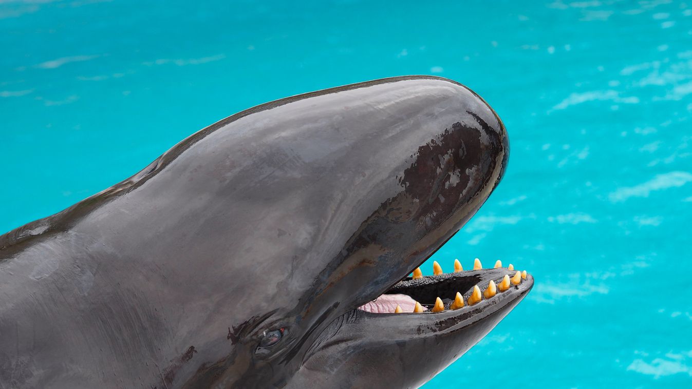 Rendkívül ritka hibrid delfin született Japánban
