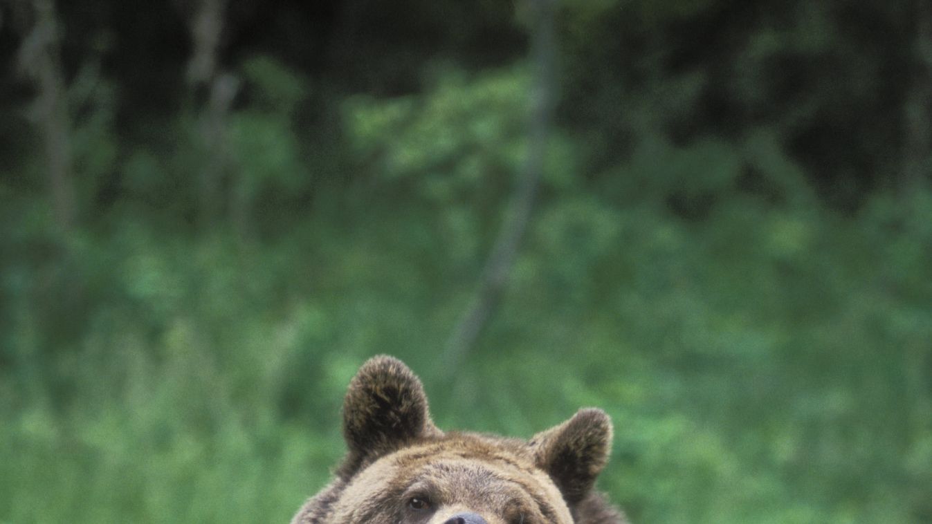Hajtóvadászatot indítottak egy gyilkos grizzly ellen a Sziklás-hegységben
