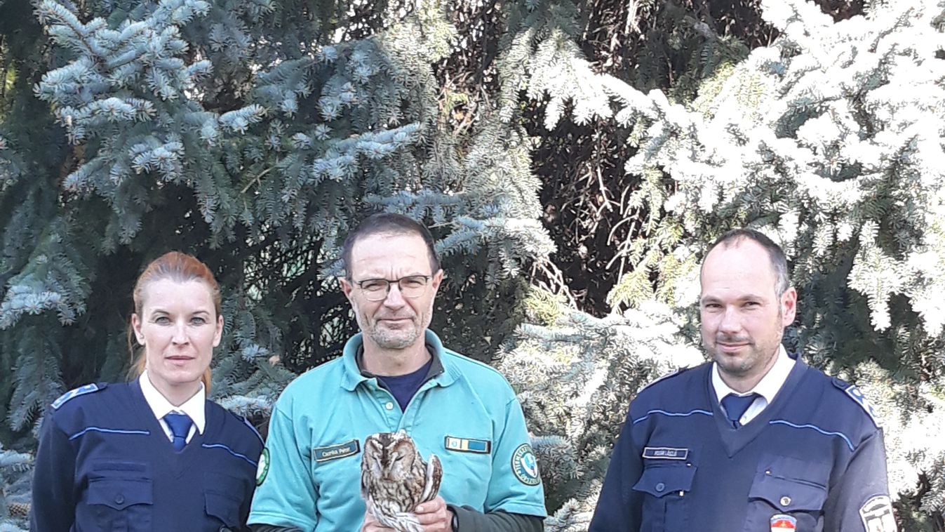 Sérült baglyot mentettek az M1-esen a rendőrök