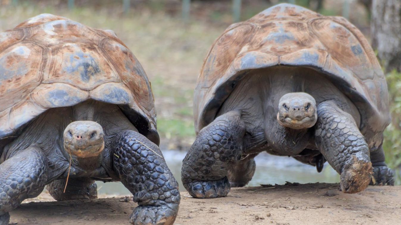 Fiatal óriásteknősöket engedtek szabadon a Galápagos-szigeteken (videó)