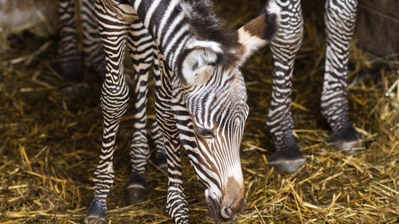 Cuki és fotogén: 2019 első állatbébije Szilveszter, a zebra (fotók)