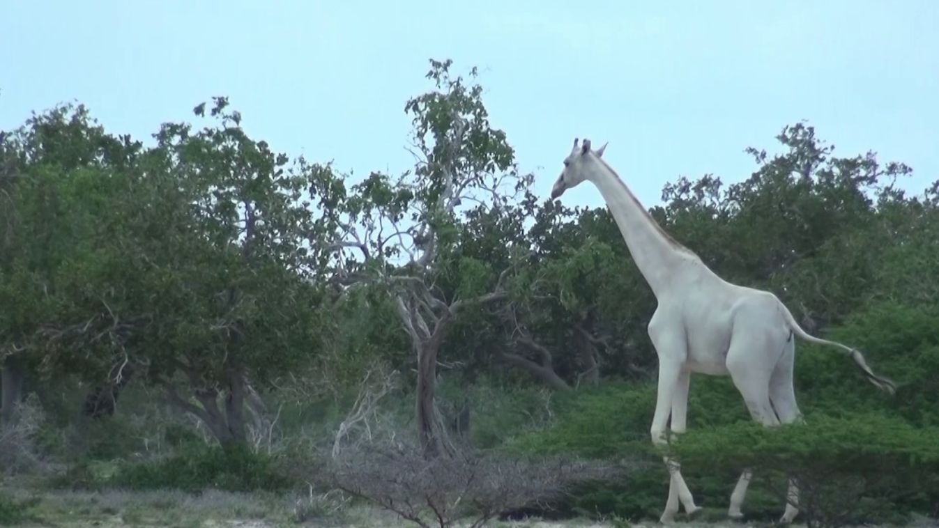 Vadorzók végeztek Kenya egyetlen hófehér nőstény zsiráfjával