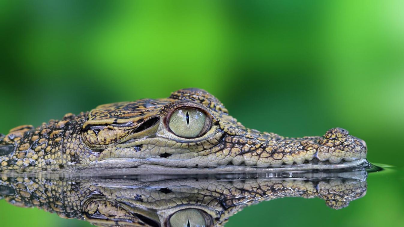A krokodilok ősei közt vegetáriánusok is voltak