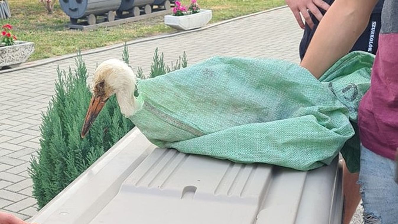 Kitagadta családja a sérült kisbéri gólyafiókát, aranyszívű szurkolók mentették meg