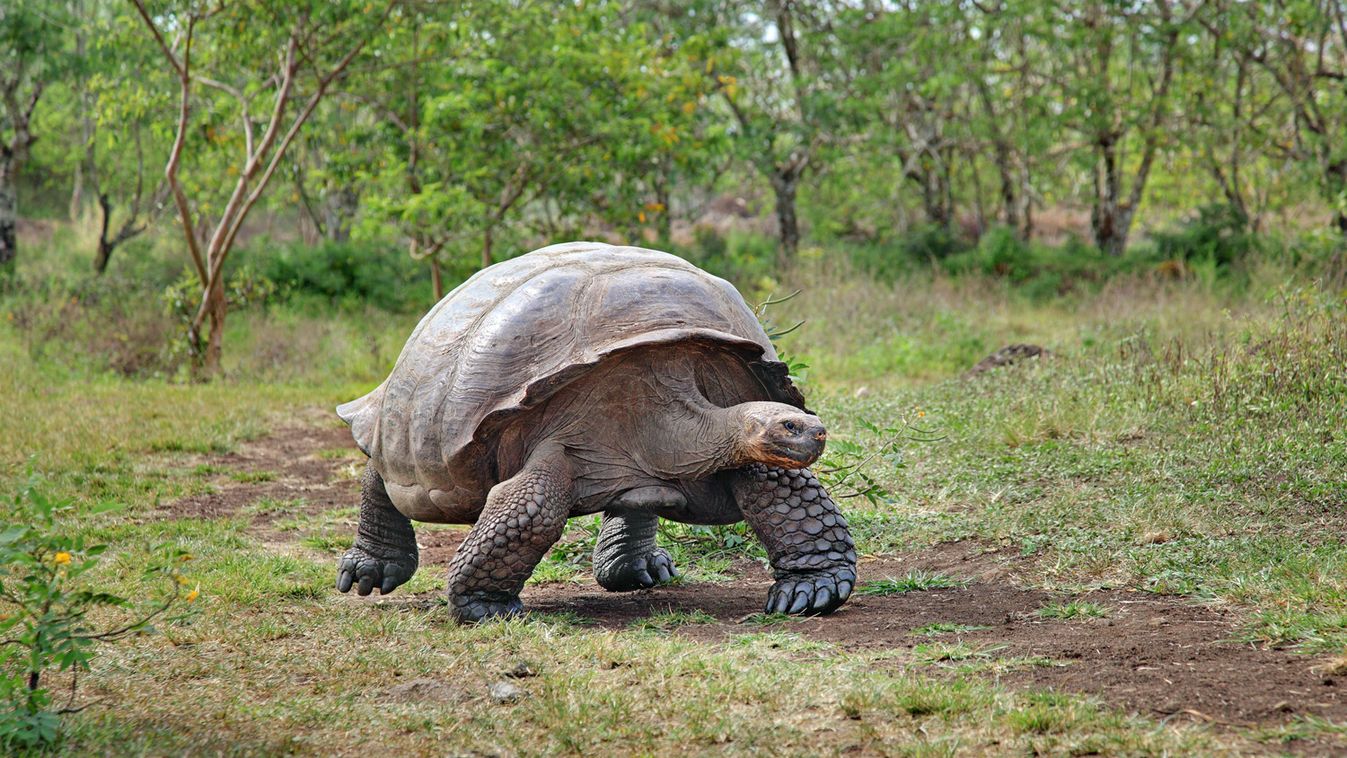 Újra teknősökkel népesítenék be a Galápagos-szigeteket a kutatók