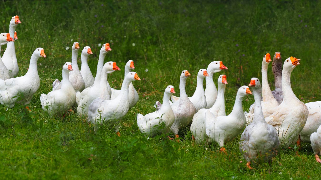 Bőségesen jut libacomb Márton-napra