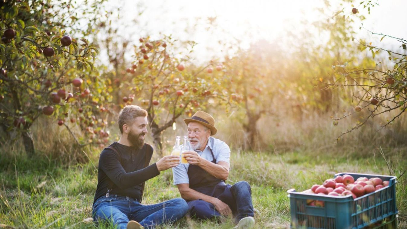 Kétszer annyi bor van a német ciderben, mint a magyarban