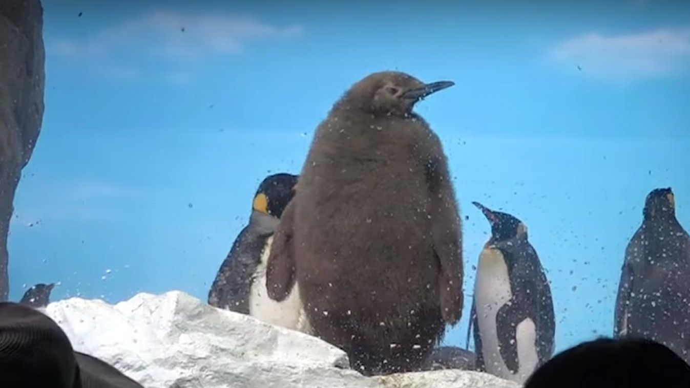 Szépen növekszik a mesterséges megtermékenyítéssel fogant pingvin (videó)