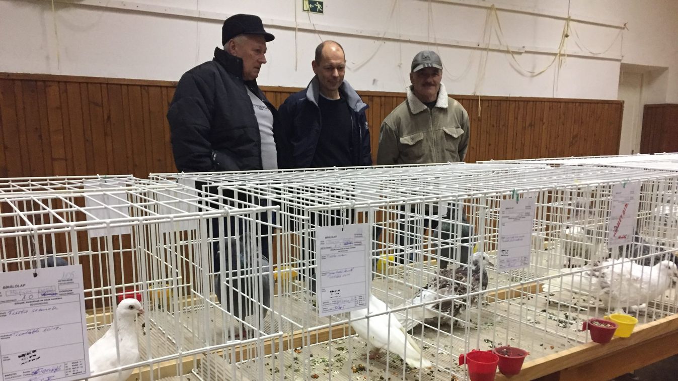 Galambok versenyeztek a komáromi kiállításon