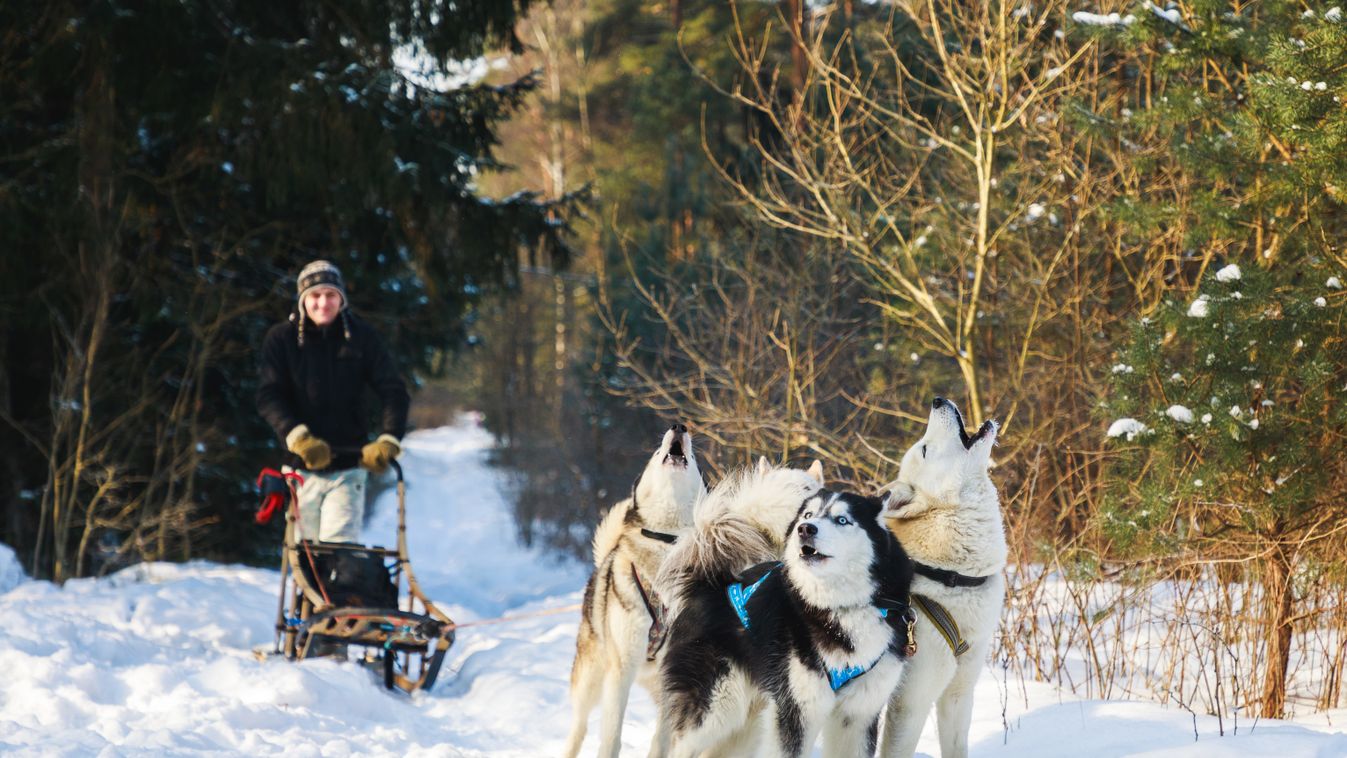 Tudja, hogy miért vonyítanak a kutyák?