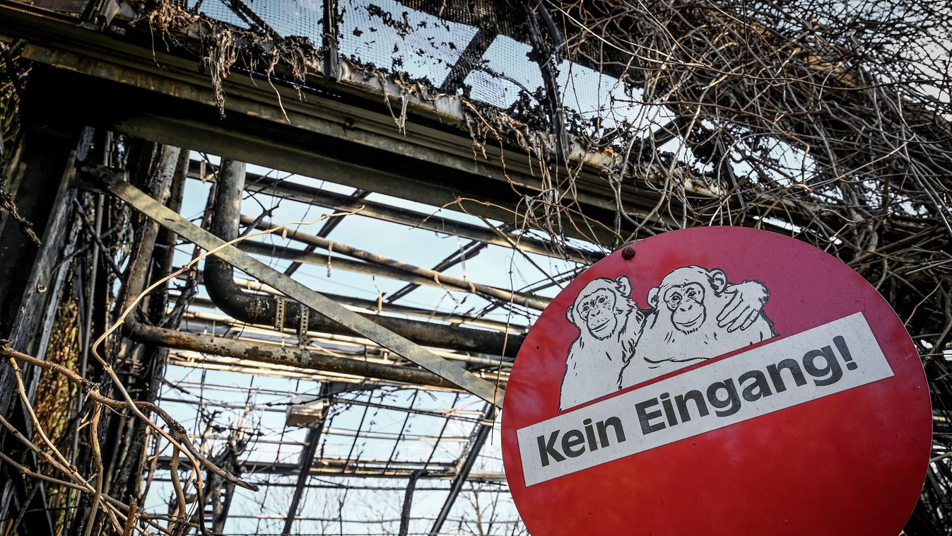 Segítene a budapesti állatkert a tűzvészt szenvedett német állatkertnek