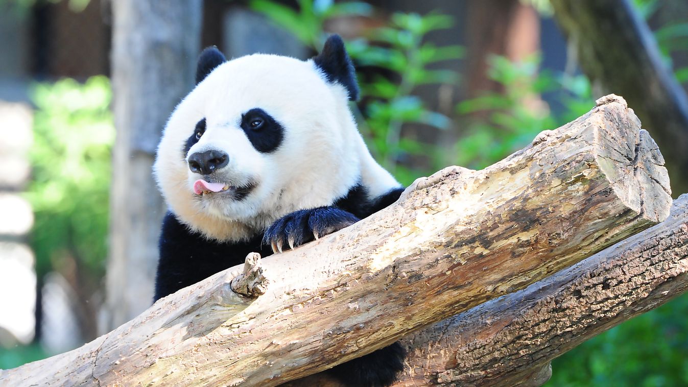 Nem elég, hogy panda, de még bukfencezik is a hóban