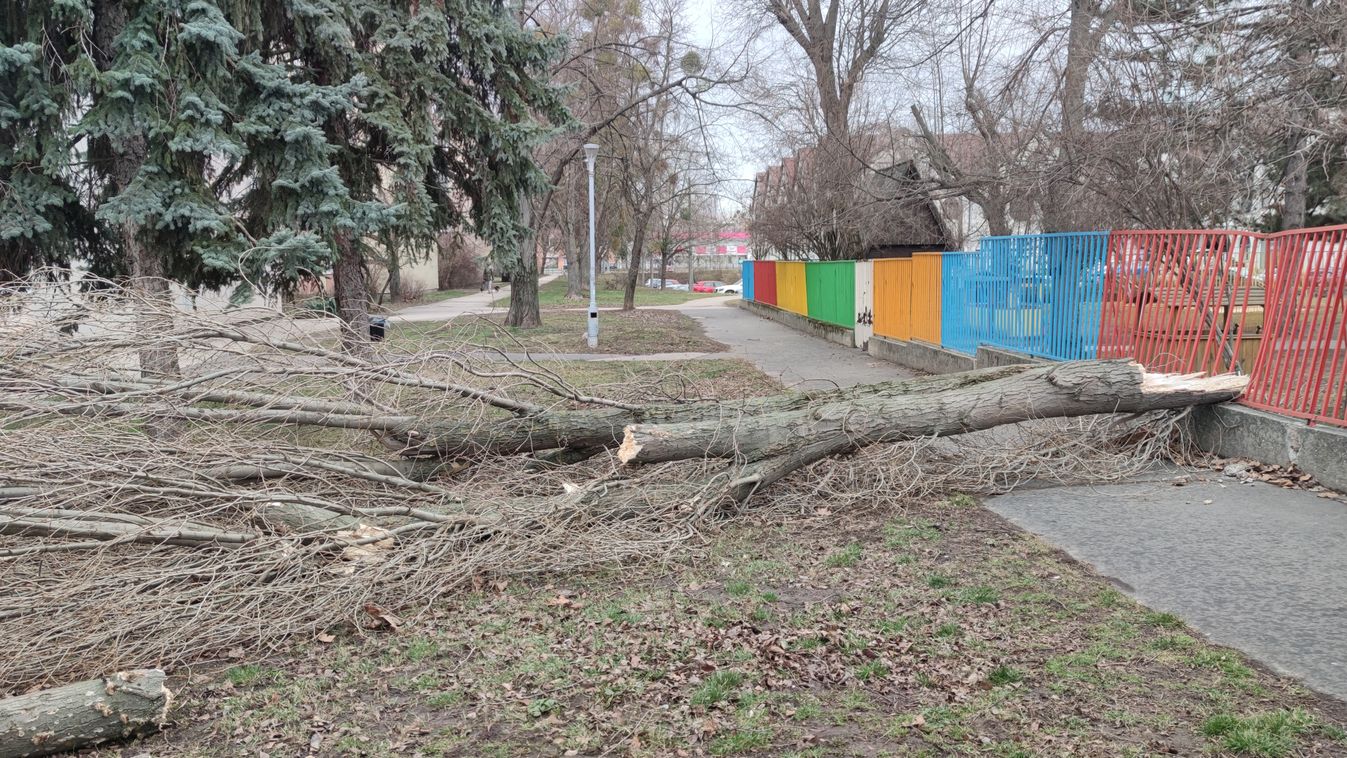 Kidőlt fa Tatabányán, megbontott tető Esztergomban - megmutatta erejét a csütörtöki vihar