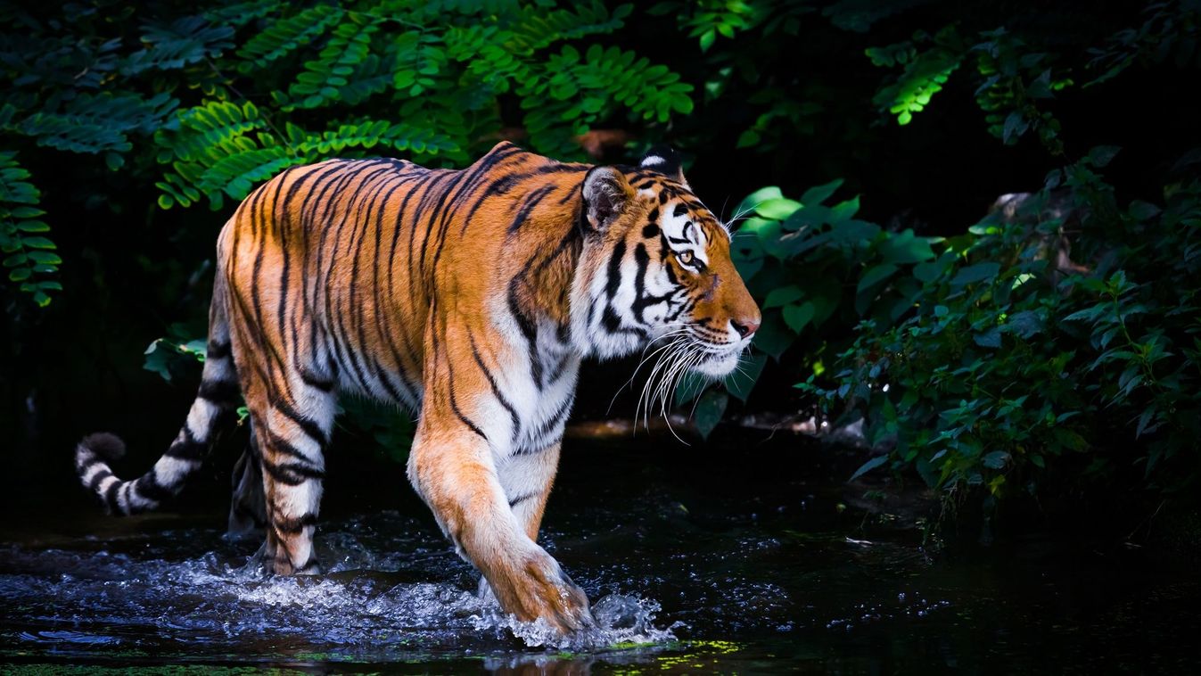 Csapdában pusztult el három ritka tigris