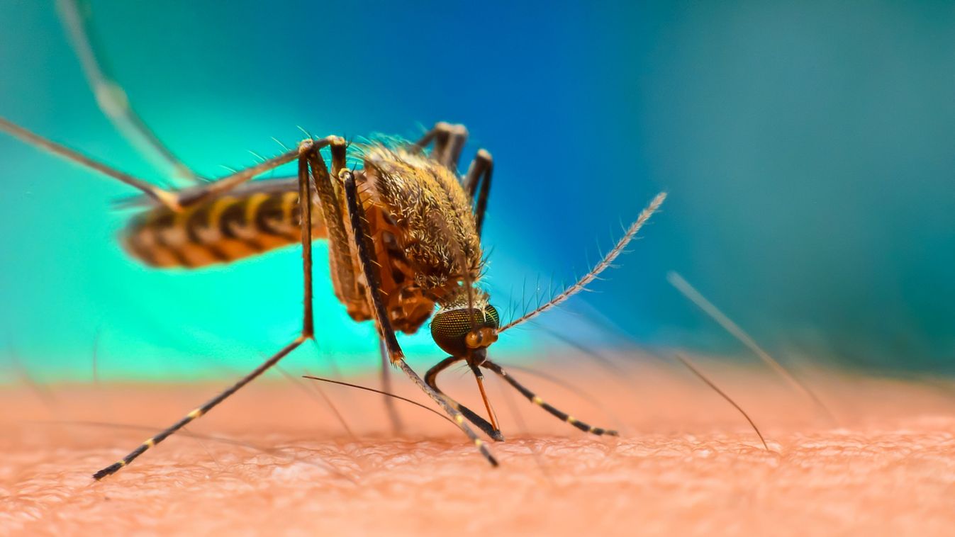 Ön is segíthet feltérképezni az inváziós csípőszúnyogok terjedését