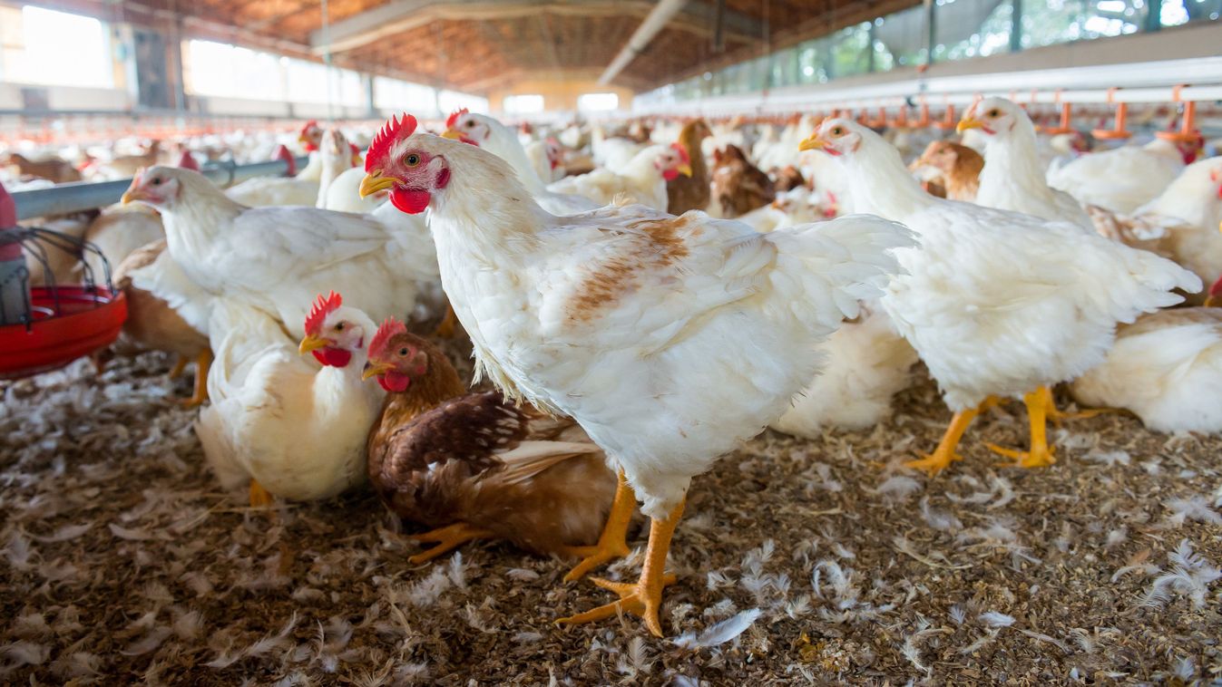 Napokon belül közel 3 milliárd forint támogatást kapnak a baromfitartók