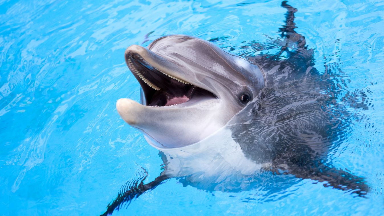 A strandolók rémálma ez a delfin