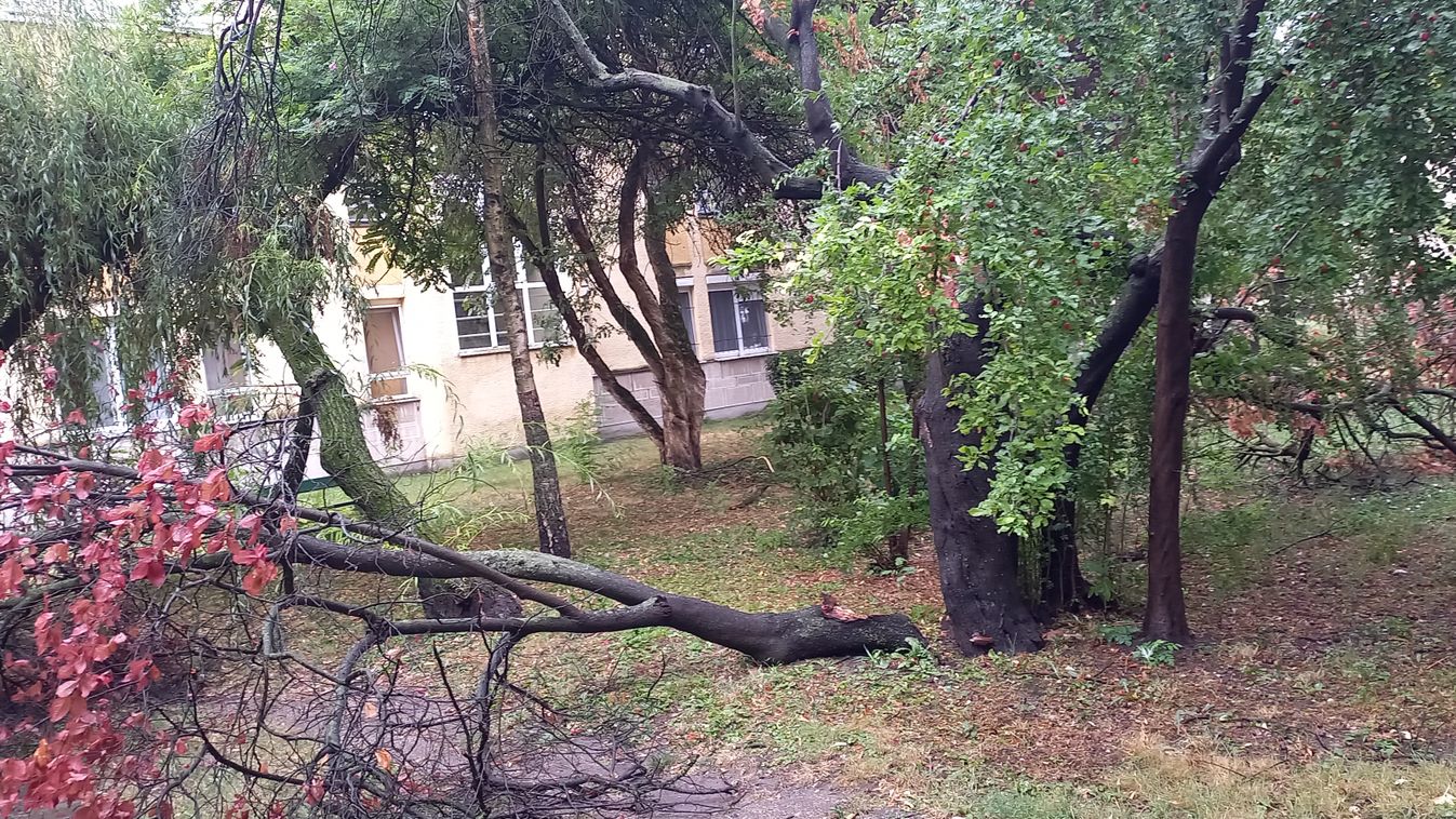 Fát döntött ki a vihar Esztergomban, láncfűrésszel siettek ki a tűzoltók (helyszíni videó)