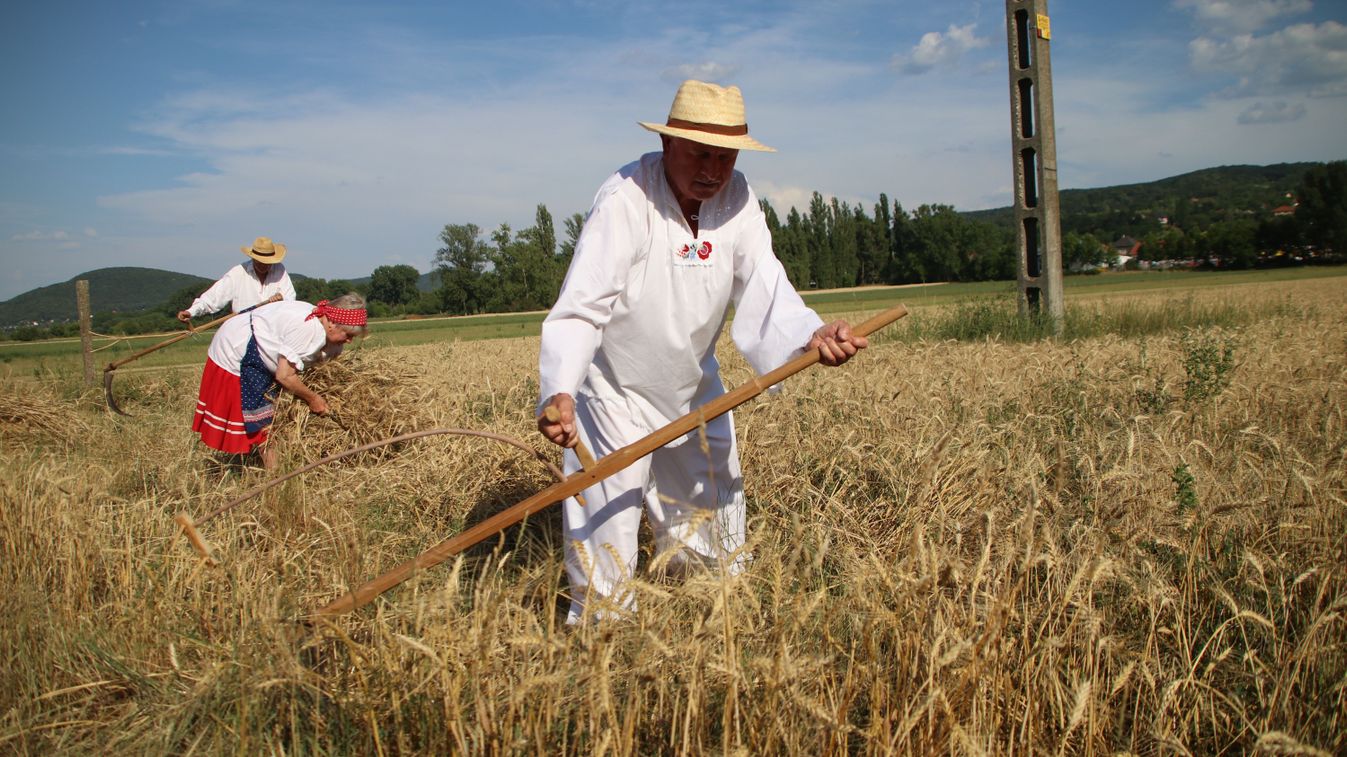 Búzát arattak és ünnepeltek Esztergom határában