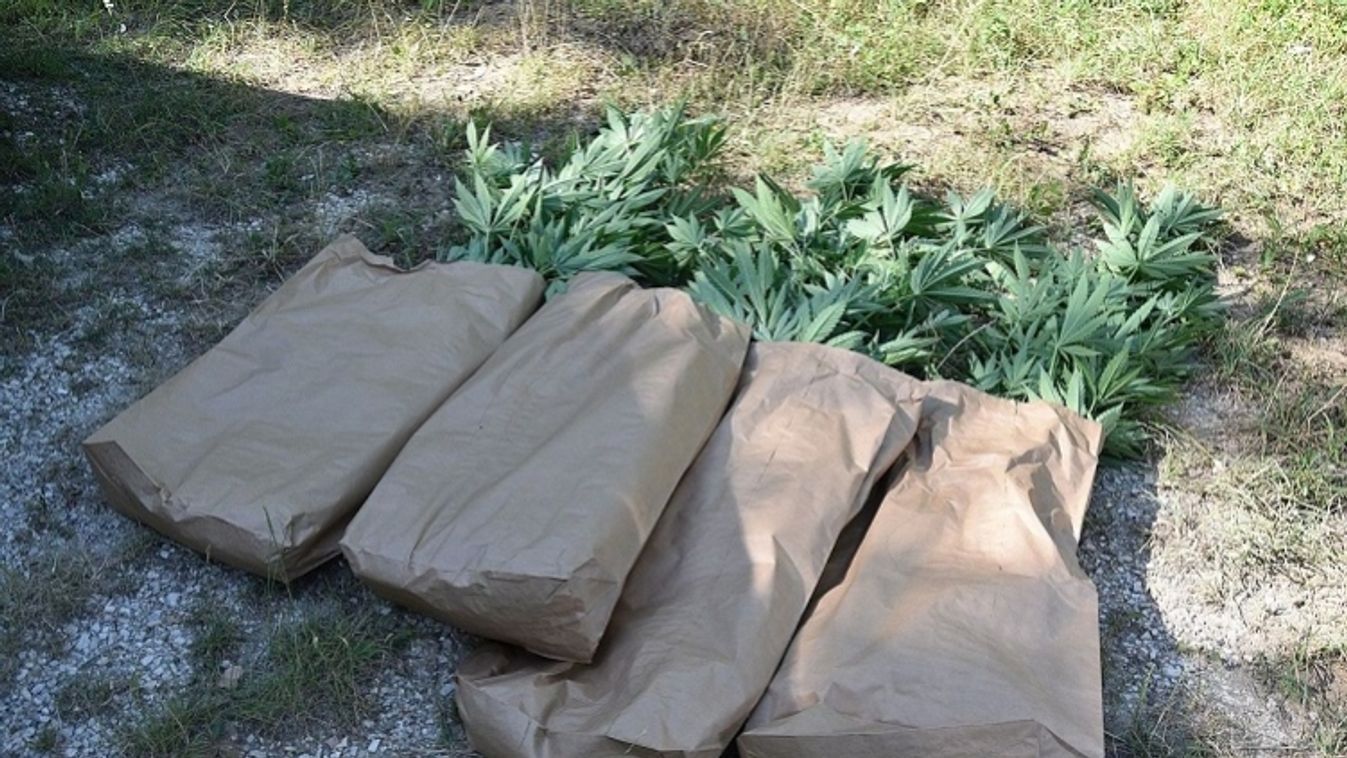Kannabiszültetvény Esztergomban: locsolás után bukott le a kiskertész