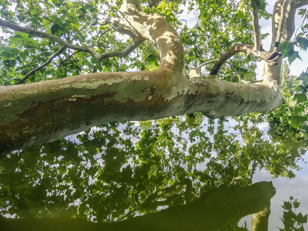 Hiú vagy örök túlélő? Mindenesetre több mint két évszázada dísze az Angolparkban - tatai platán Cseke-tó év fája