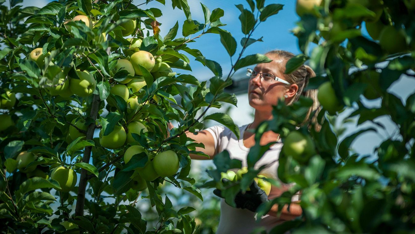 Uniós oltalmat kapott a Derecske alma elnevezés