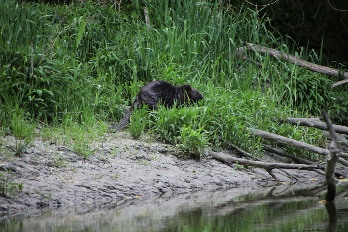 Az élővilág, köztük a hódok is nehezen viselik az aszályos, csapadékhiányos időszakot