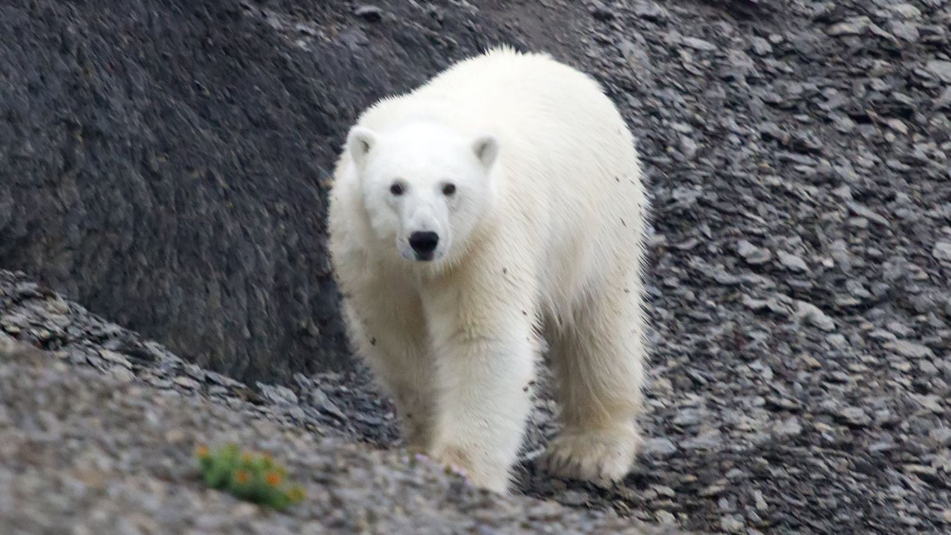 Jegesmedve sebesített meg egy francia nőt a Spitzbergákon