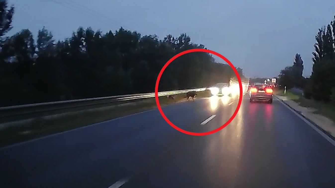 Szörnyű vadgázolás, óriási darázsfészek, tragédia Észak-Komáromban - ez volt a hét