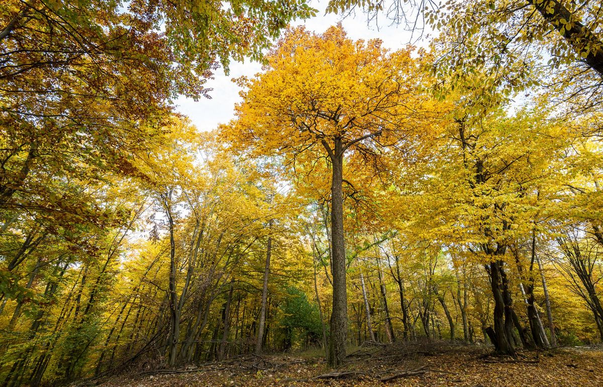 Sajnos az aszály miatt helyenként már most ilyen őszi tájjal találkozhatunk a Pilisben, erdő, fa