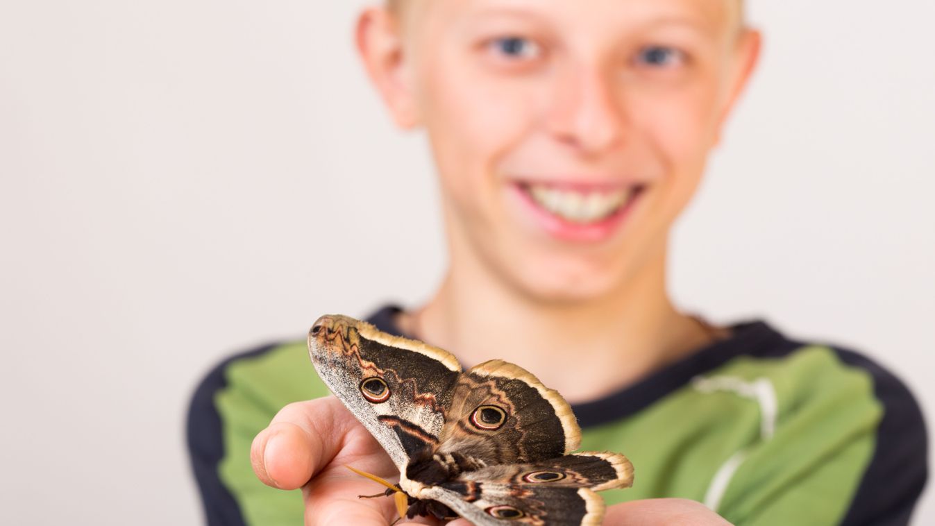 Melyik legyen az Év lepkéje? Szavazzon ön is!