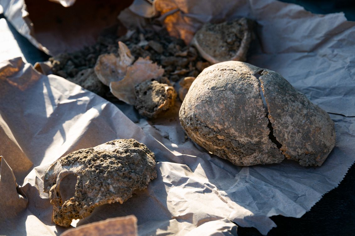 Földönkívüli-szerű koponyát találtak az M1-es autópálya mellett