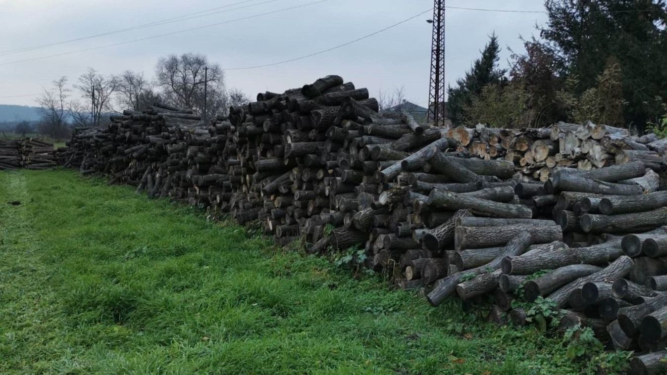 Eredményesen indult Rédén a tűzifa program