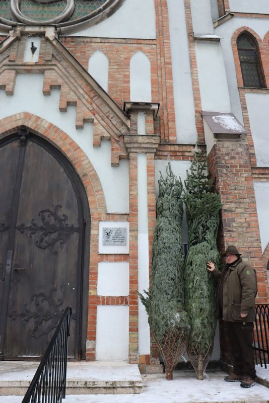 Vérteserdő Zrt. fenyő adomány