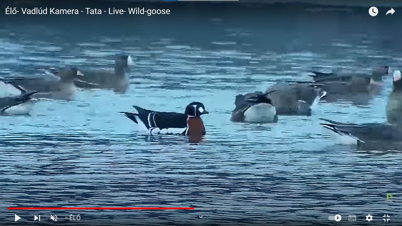 Turistákat csalogat Tatára, de a tűzijáték elől nem véd a vadlúdkamera