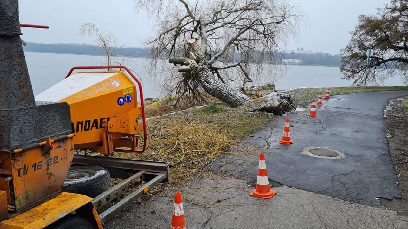Kidőlt fa miatt aggódik Tata - a város főkertésze elárulta, mi lesz a fűz sorsa