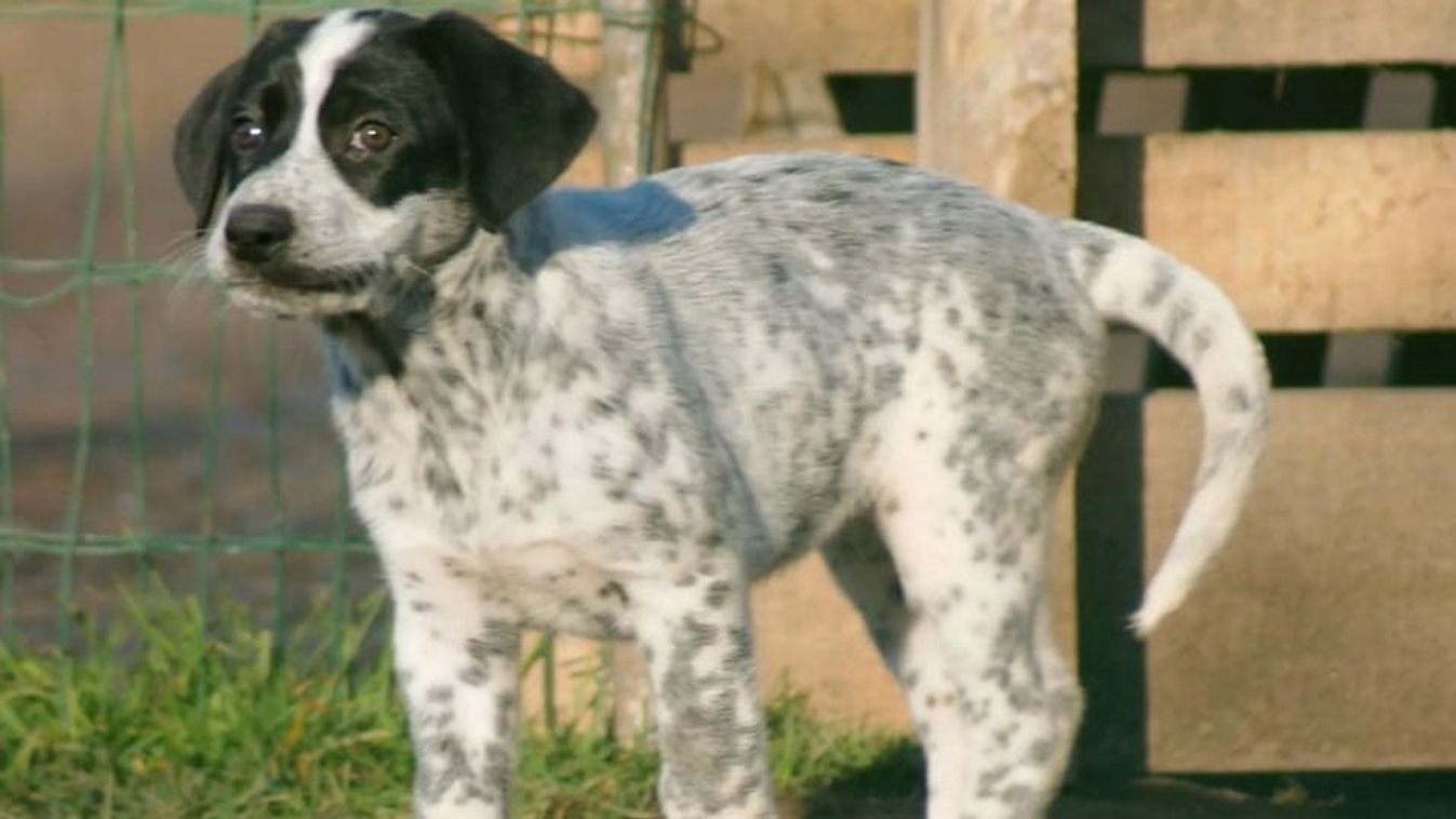 Ha nem tudtad, milyen cukik a németjuhász-dalmata keverékek, kattints! +fotók