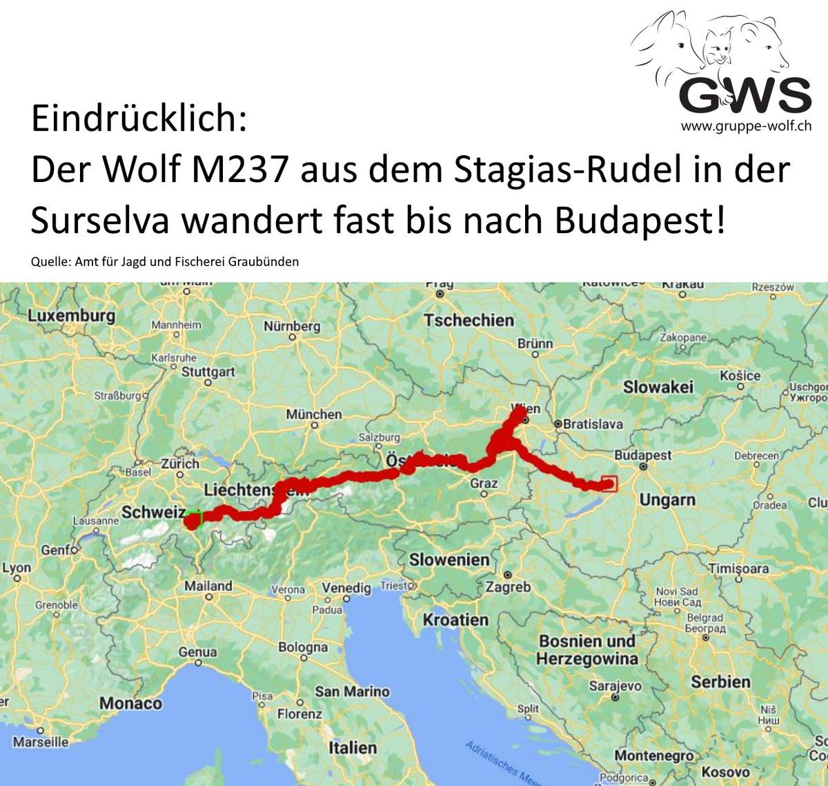 Gruppe Wolf Schweiz farkas