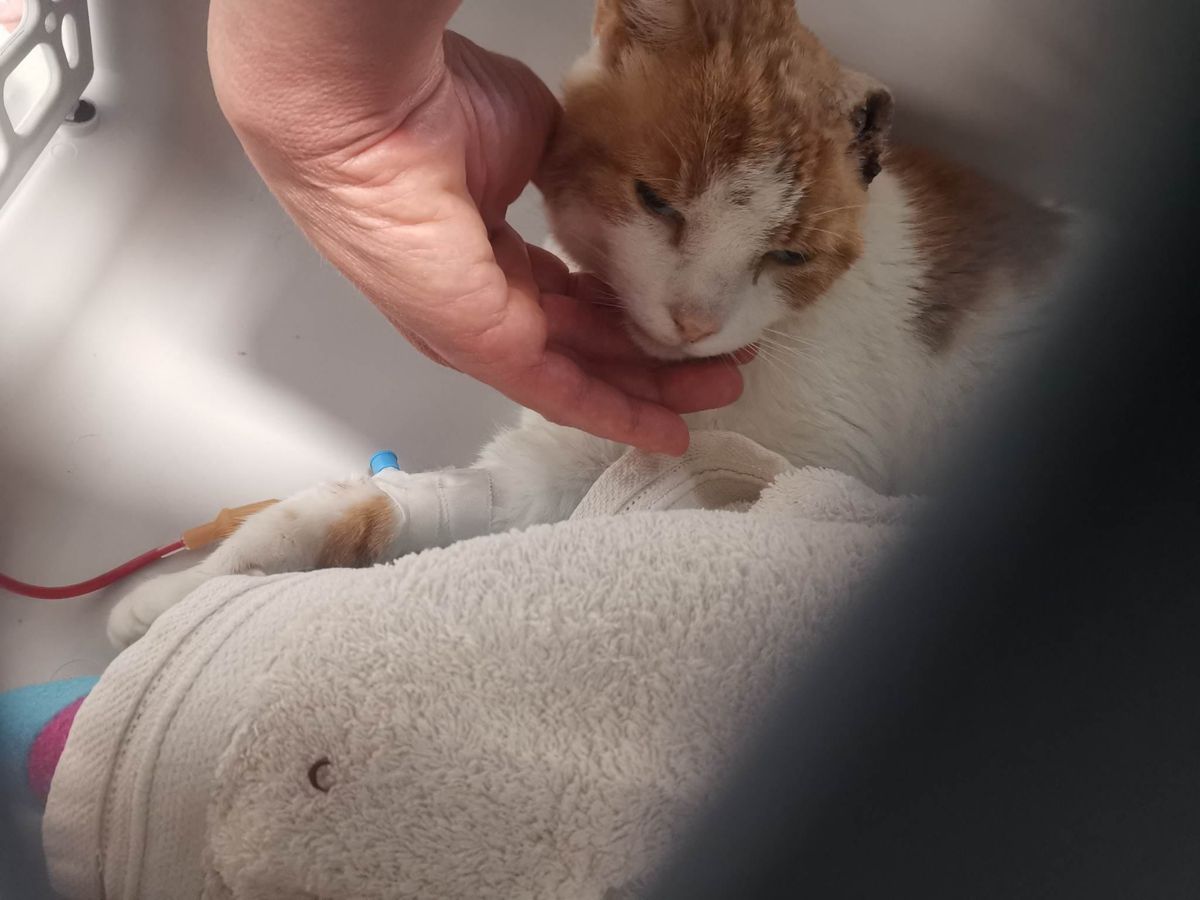 Vért adott Bandi cica, hogy egy másik beteg cirmos életét megmentse. Borisznak több, súlyos macskabetegsége is van. A kapott vér segíthet, hogy megerősödjön.