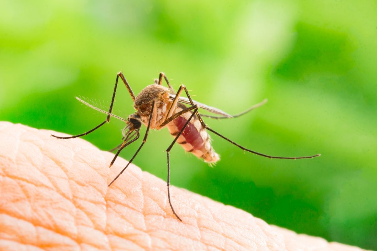 Mindent bevetnek a szúnyogok ellen – vármegyénkben is indul a szúnyoggyérítés
