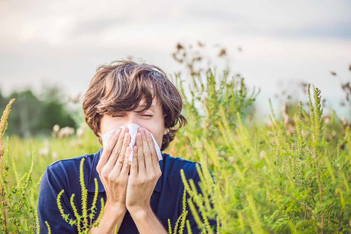 Allergia kisokos: berobbant a szezon