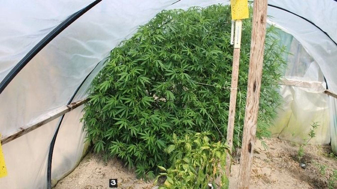 Szagot fogtak a zsaruk Ácson: fóliasátorban nevelgette a kannabiszt a 45 éves hobbikertész