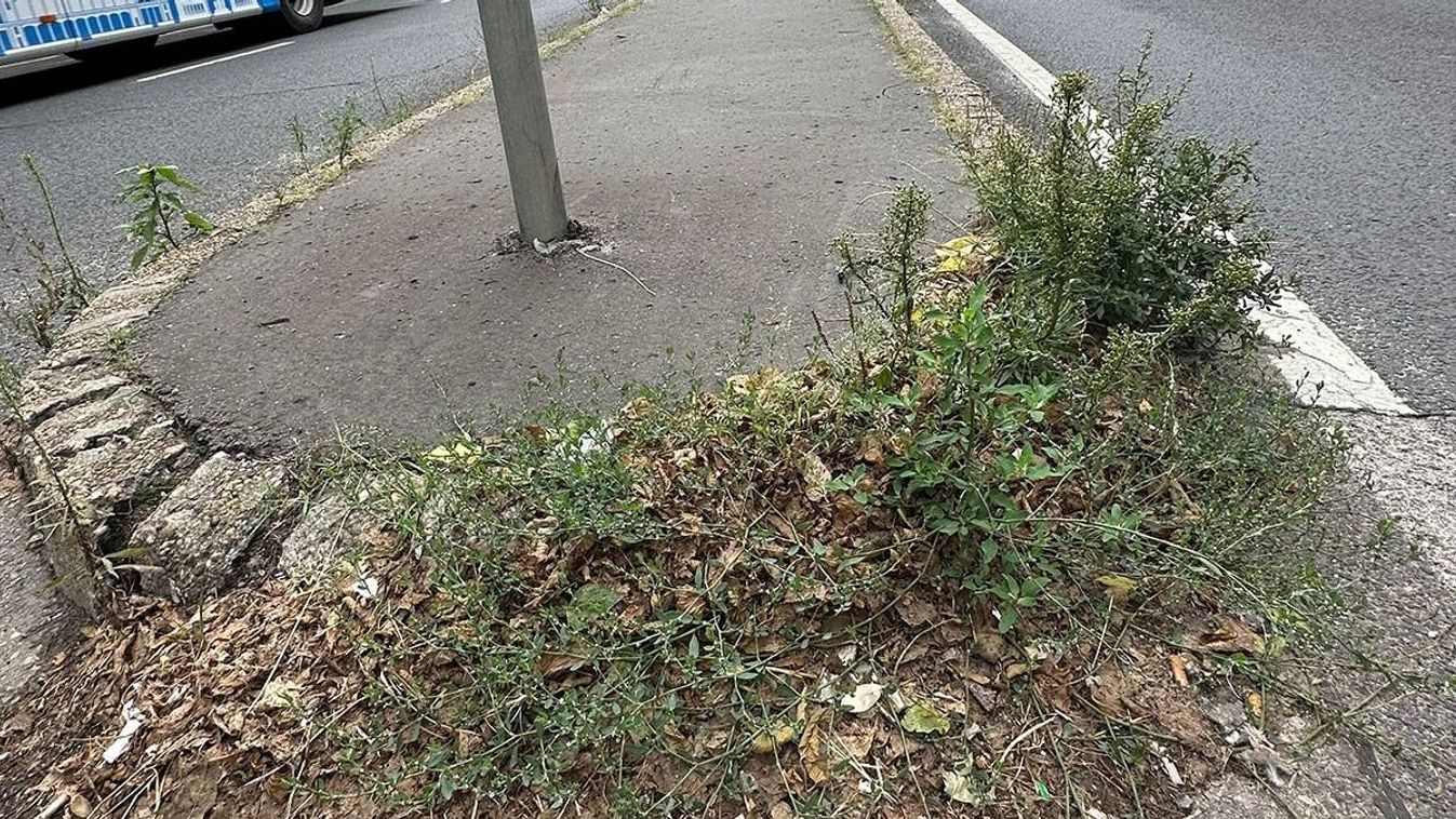 Gyomtenger fogadja a külföldieket Budapesten