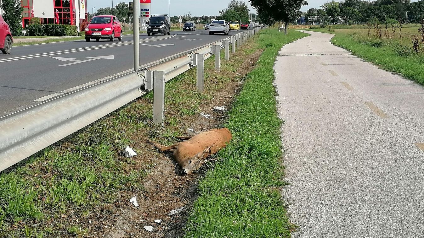 Halálra gázolt őz fogadta az autósokat és bringásokat Tatabányán a reggeli csúcsban